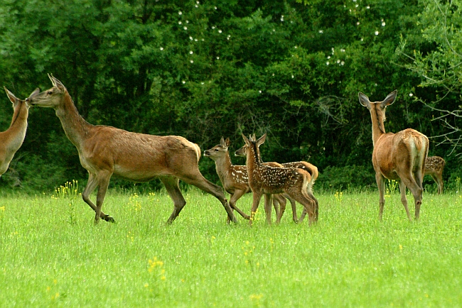PASSIONE PER IL CERVO